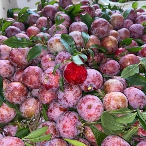 Agricultural products