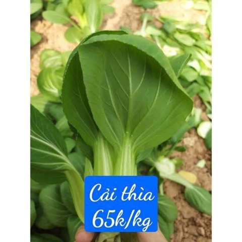 Cải thìa hữu cơ