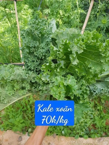 Cải kale hữu cơ