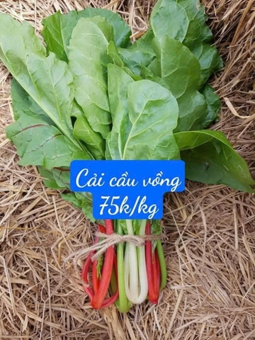 Cải cầu vồng hữu cơ