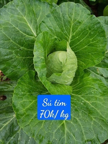Sú tim hữu cơ