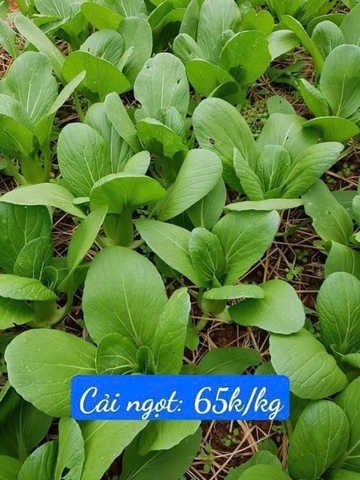 Cải ngọt hữu cơ