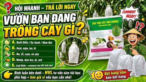 Túi Bọc Trái Cây Ánh Dương: Giải Pháp Chống Côn Trùng Hiệu Quả Nhất
