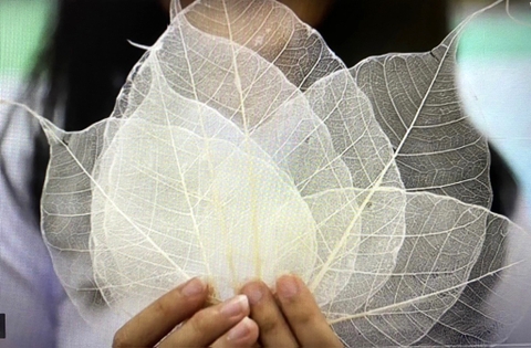 Túi lọc trà bằng lá cây - sáng chế vươn tầm quốc tế