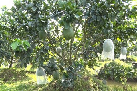 Bí Quyết Bảo Vệ Bưởi Da Xanh 