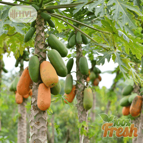 CÁCH TRỒNG VÀ CHĂM SÓC CÂY ĐU ĐỦ ĐÚNG KỸ THUẬT