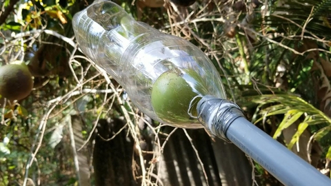 Cách làm vợt hái trái cây đơn giản và hiệu quả