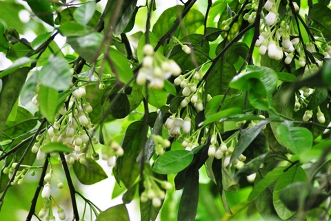 Tình trạng bưởi diễn không ra hoa