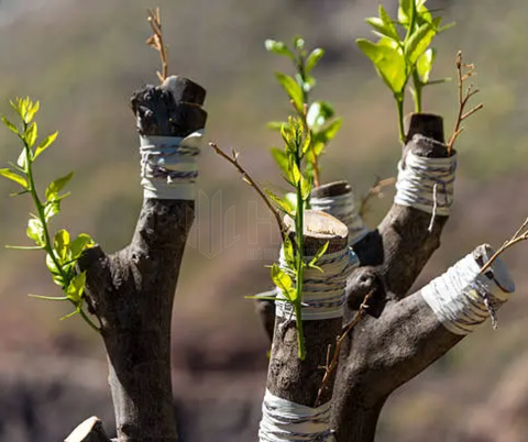 Phương Pháp Trồng Cây Giâm Cành Cho Cây Ổi: Hướng Dẫn Chi Tiết