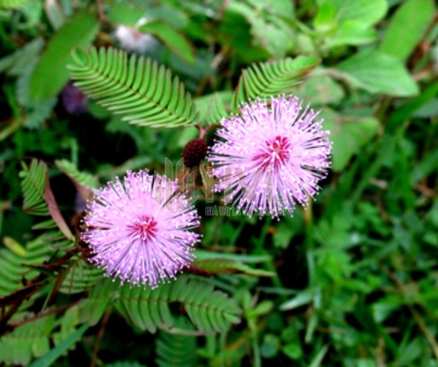 Tất Cả Những Gì Bạn Cần Biết Về Trà Túi Lọc Cây Xấu Hổ Lạc Tiên