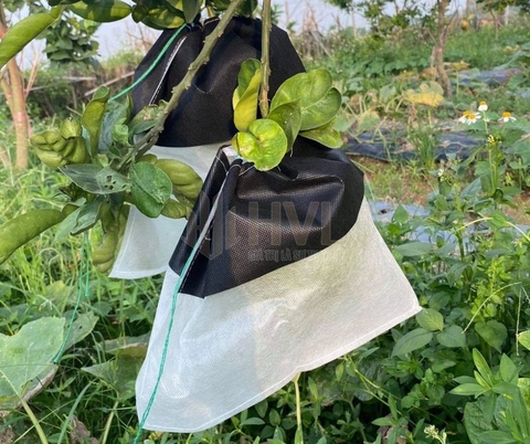 Túi Bọc Ổi Giá Rẻ Có Thực Sự Hiệu Quả?