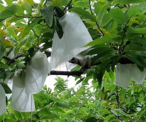 Mua Túi Bọc Quả Xoài Giá Sỉ – Bền Chắc, Dùng Được Nhiều Mùa