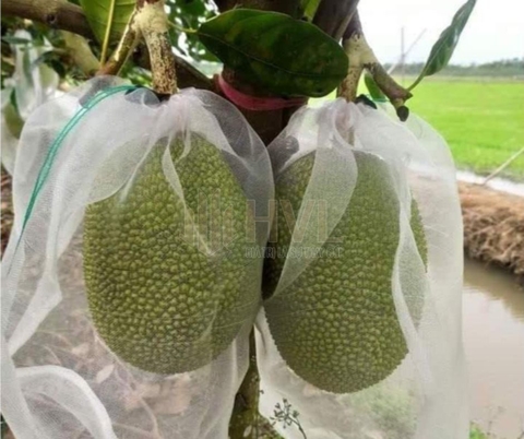 Cách Sử Dụng Túi Lưới Bọc Mít Đúng Kỹ Thuật Giúp Tăng Năng Suất Trái
