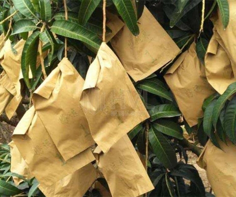 Cách Sử Dụng Giấy Bọc Hoa Quả Đúng Cách Để Chống Héo, Mốc Và Dập Nát