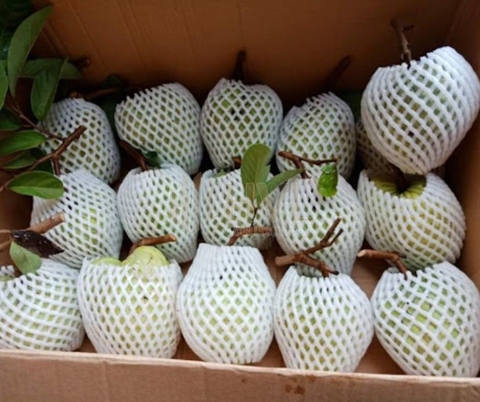 Đừng Mua Xốp Bọc Hoa Quả – Hãy Thay Thế Bằng Túi Bọc Trái Cây HVL