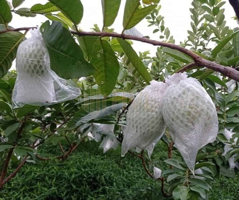 Bọc Ổi Thanh Hà: Phương Pháp Hiệu Quả Để Bảo Vệ Mùa Màng