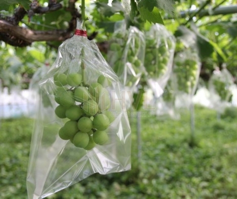 Túi Nilon Bọc Ổi Có An Toàn Không? Những Điều Cần Biết Khi Sử Dụng