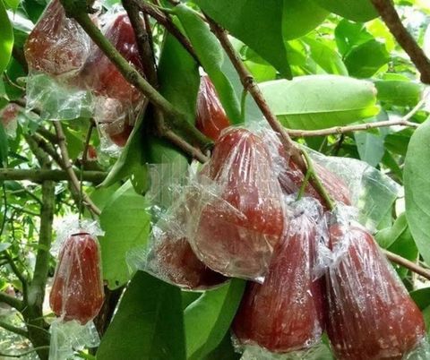 Lợi Ích & Hạn Chế Của Túi Nilon Bọc Trái Cây