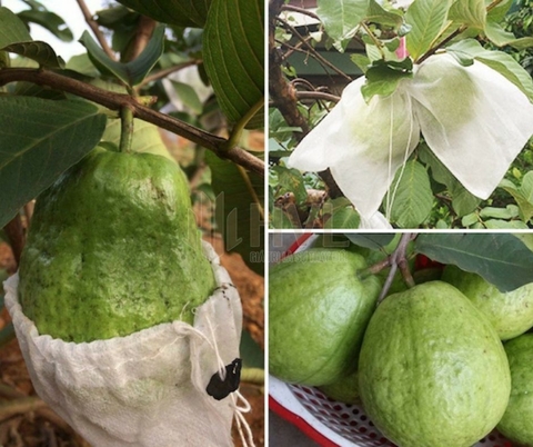 Tại Sao Nhà Vườn Nên Sử Dụng Túi Bọc Trái Ổi Để Bảo Vệ Cây Trồng?