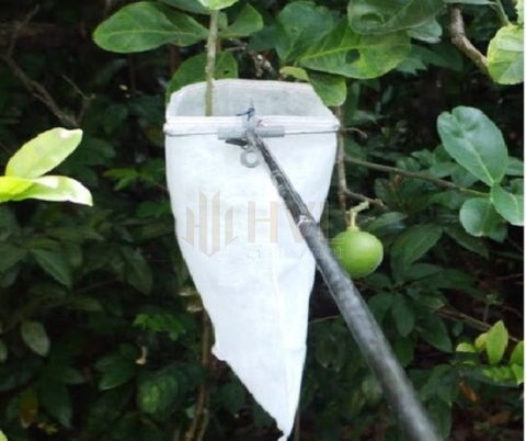 Giải Pháp Bọc Túi Bao Trái Cây Trên Cao Hiệu Quả Nhất Hiện Nay