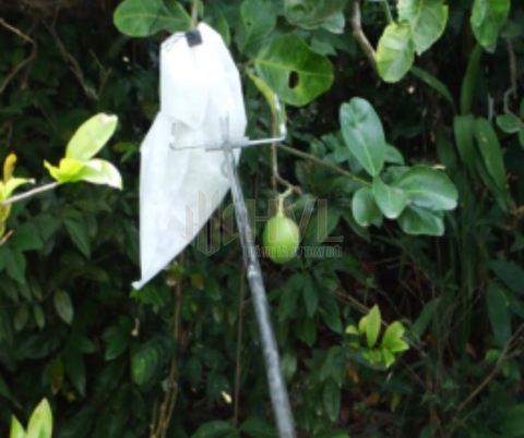 Cách Tự Làm Gậy Bọc Trái Cây Tại Nhà Đơn Giản, Tiết Kiệm Chi Phí