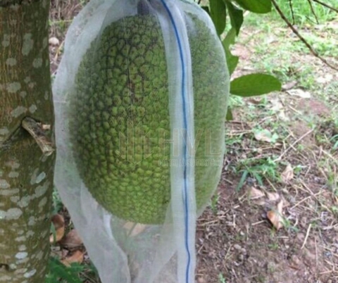 Những Lợi Ích Bất Ngờ Khi Sử Dụng Túi Bọc Trái Mít Trong Canh Tác