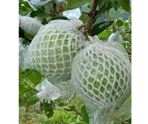 So Sánh Bọc Xốp Ổi Và Túi Bọc Trái Cây – Lựa Chọn Nào Tốt Hơn?