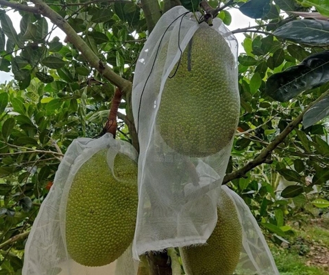 Hướng Dẫn Chi Tiết Cách Dùng Túi Bọc Mít Thái Đúng Chuẩn