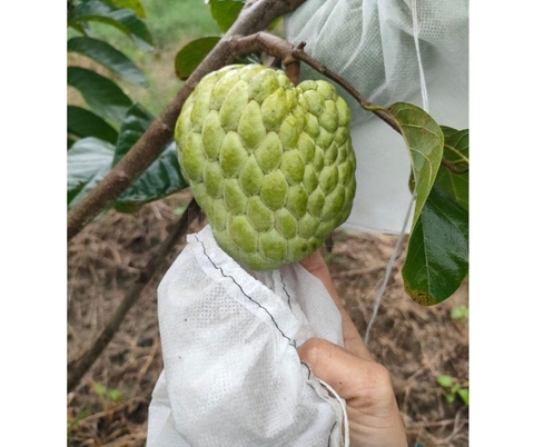 Tại Sao Nông Dân Nên Sử Dụng Túi Bảo Vệ Trái Cây?