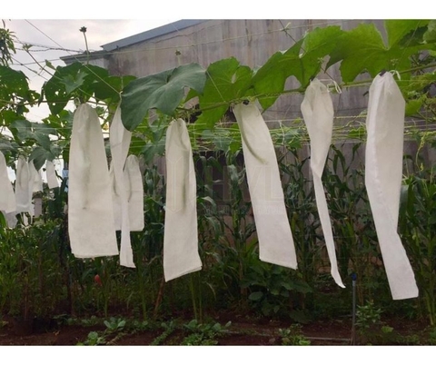 Tăng Tỉ Lệ Đậu Trái Nhờ Túi Bọc Quả Mướp