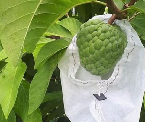 Cách Sử Dụng Túi Bọc Trái Cây Đúng Kỹ Thuật Để Tăng Năng Suất