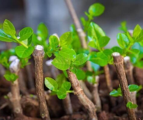 Phương Pháp Chiết Cành Cho Các Loại Cây Nào?