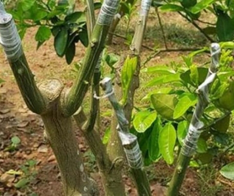 Ứng Dụng Phương Pháp Ghép Cây Cho Các Loại Cây Ăn Quả – Tối Ưu Hóa Hiệu Quả Trồng Trọt