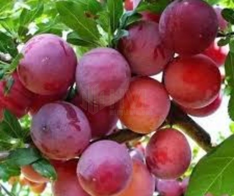 Phương pháp chiết cành cho cây mận