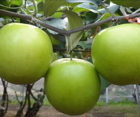 PHƯƠNG PHÁP CHIẾT CÀNH CHO CÂY TÁO