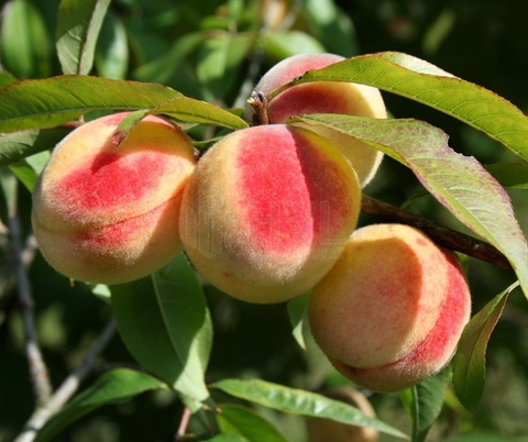 Phương pháp trồng cây gieo hạt cho cây đào 