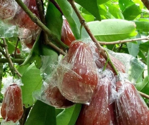 Cách bọc mận thủ công bằng túi giấy hoặc túi lưới cho vườn nhỏ