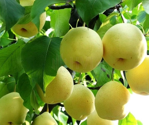 Phương pháp trồng cây giâm cành cho cây lê 