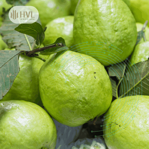 KỸ THUẬT TRỒNG VÀ CHĂM SÓC CÂY ỔI ĐẠT NĂNG SUẤT CAO 