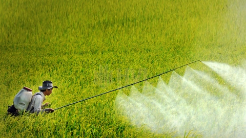Hạn chế trong việc phun thuốc bảo vệ thực vật.