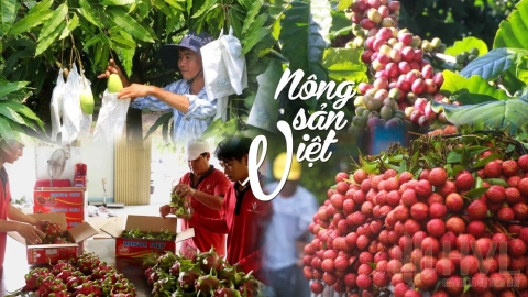 Top 5 nông sản sạch được xuất khẩu của Việt Nam.