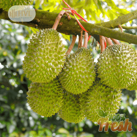 Vì sao sầu riêng được gọi là 