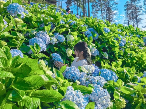 Mẹo Giâm Cành Hoa Cẩm Tú Cầu Từ Lá: Bí Quyết Đơn Giản, Tỉ Lệ Thành Công Cao