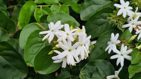 Trà Túi Lọc Hoa Đu Đủ Đực Có Tác Dụng Gì?