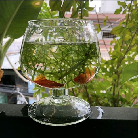 LY THỦY TINH NUÔI CÁ ĐỂ BÀN,CHẬU CÁ THỦY TINH MINI H12xD10