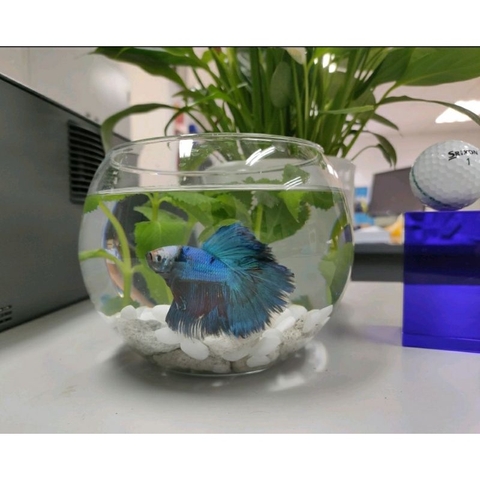 Bể cá mini tròn, chậu thủy tinh tròn 15cm