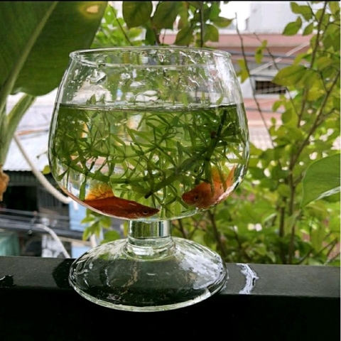 BÌNH THỦY TINH NUÔI CÁ ĐỂ BÀN,CHẬU CÁ THỦY TINH LY CHÂN ĐẠI LCD *H32xD28*,BÌNH THỦY TINH TRỒNG CÂY