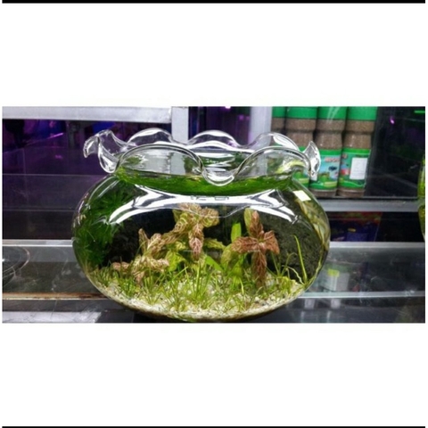 Bể cá thuỷ tinh nuôi cá