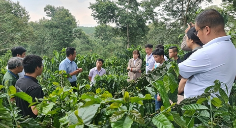 Các lớp tập huấn về chương trình cà phê bền vững