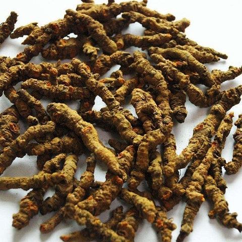 Thổ hoàng liên